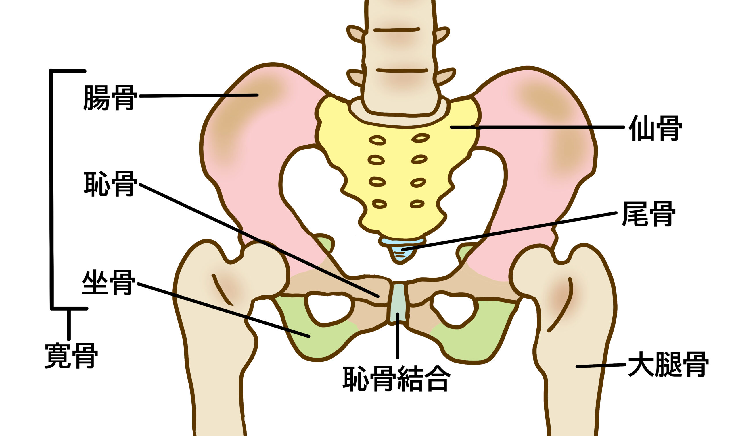 骨盤矯正＝仙腸関節の調整、ではない - 西中島南方駅から徒歩5分