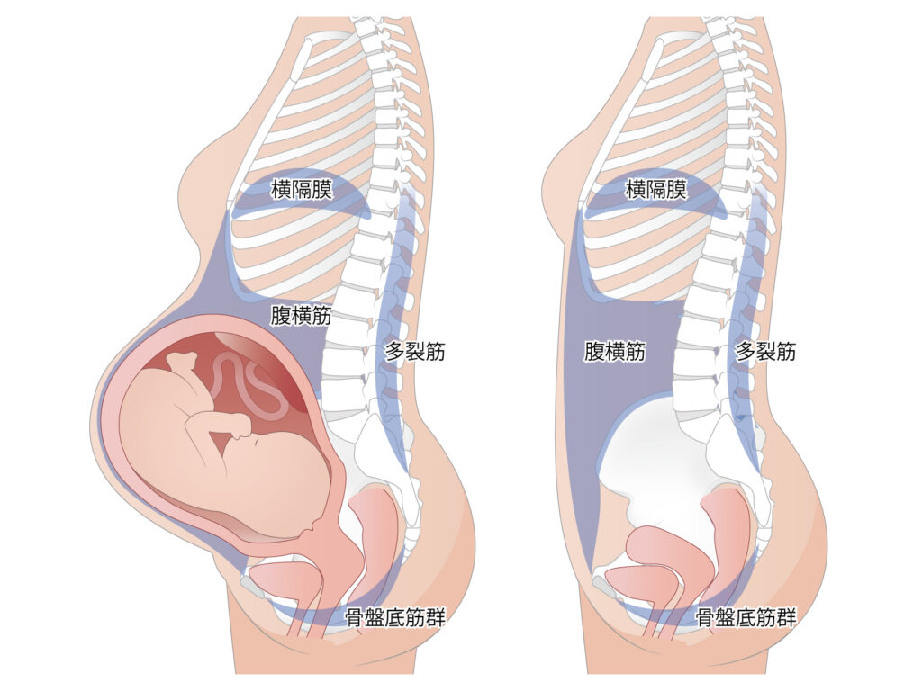 妊婦の腰椎前弯