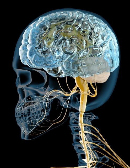 脳と頭蓋骨