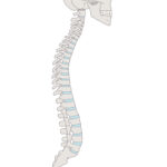 脊椎