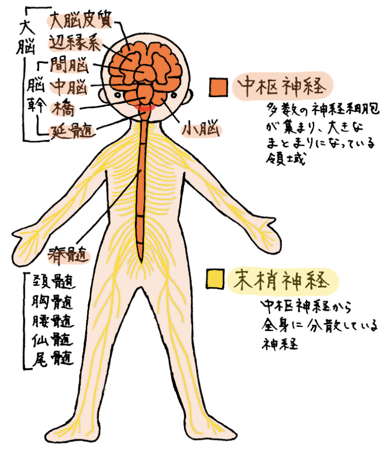 中枢神経と末梢神経