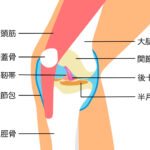 膝関節と膝蓋骨