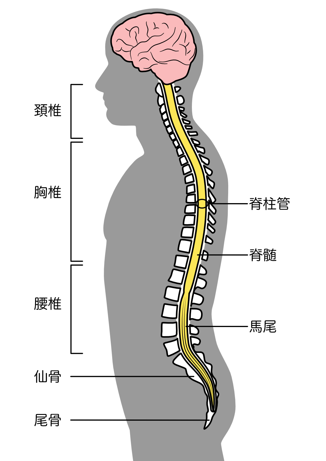 【美品】頭蓋仙骨治療Ⅱ　硬膜を越えて 美品頭蓋仙骨治療Ⅱ 硬膜を越えて
