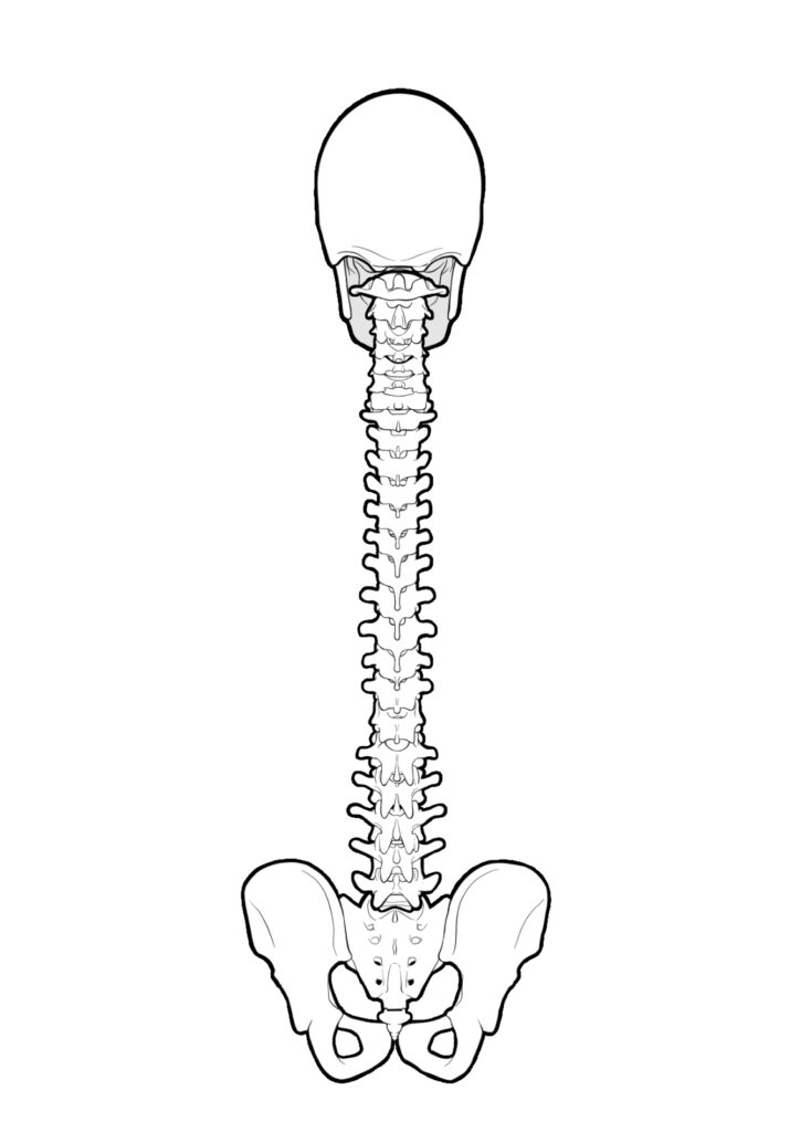 頭蓋仙骨系