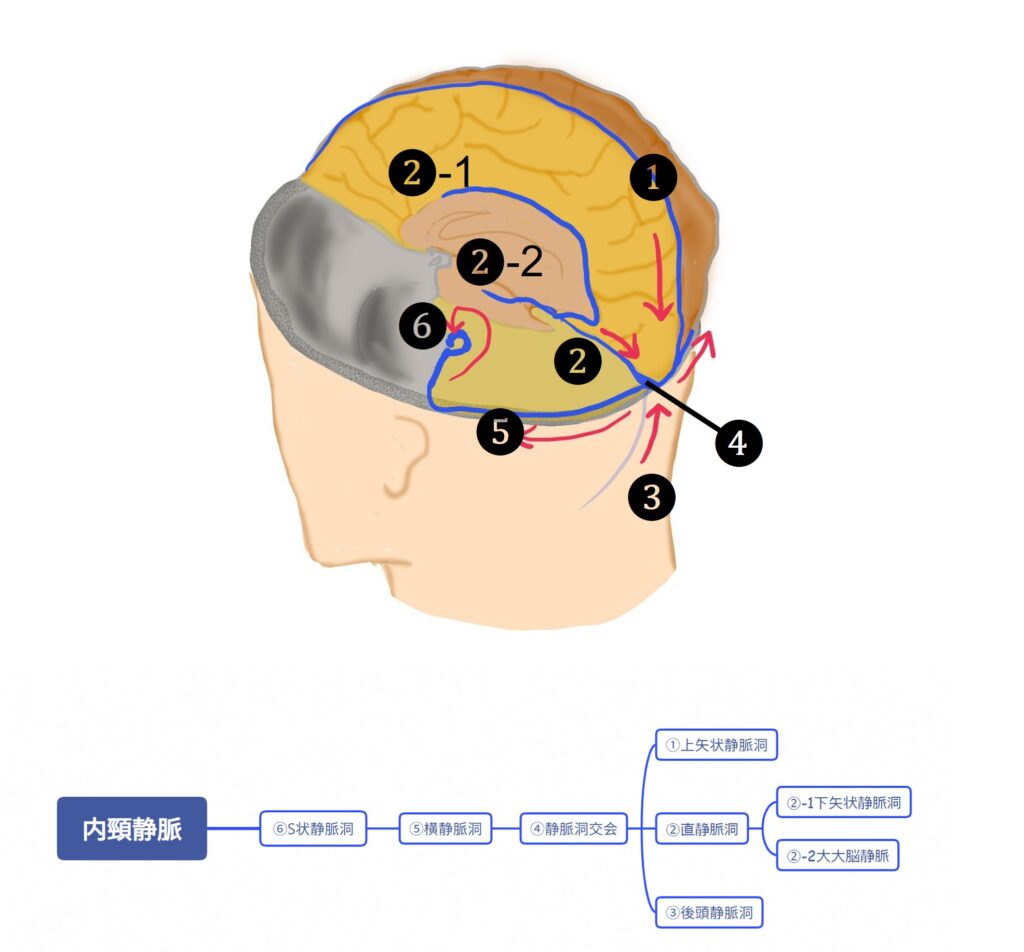 頭蓋内の循環