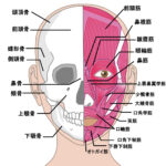 顔面部の骨と筋肉