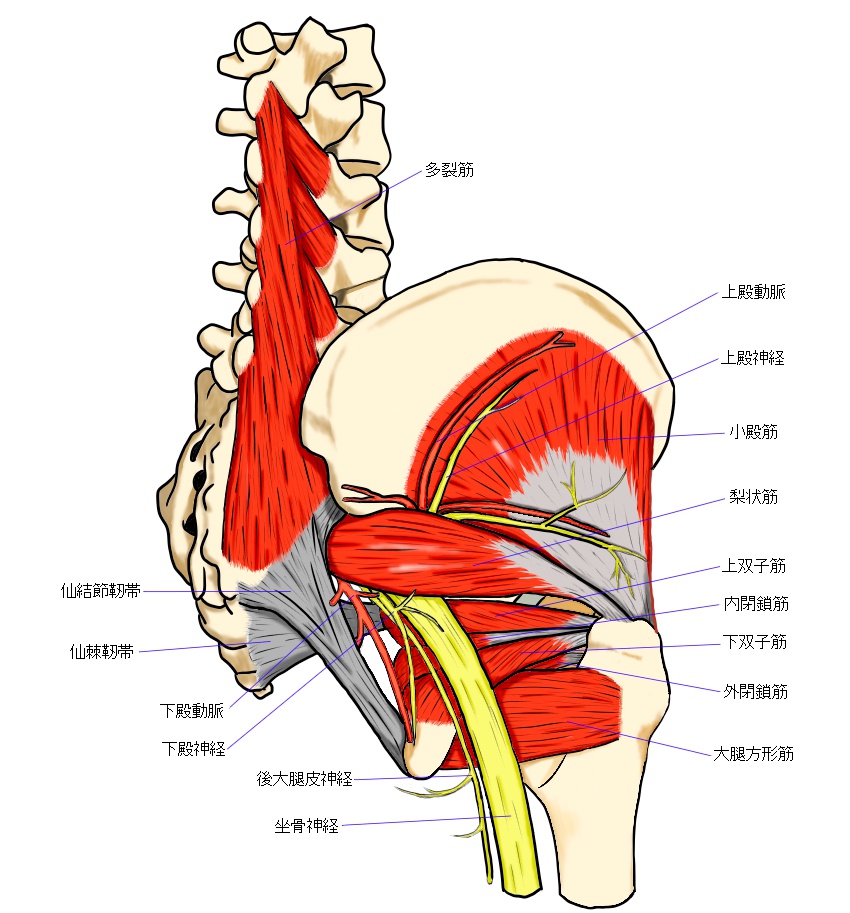 骨盤周辺の筋肉