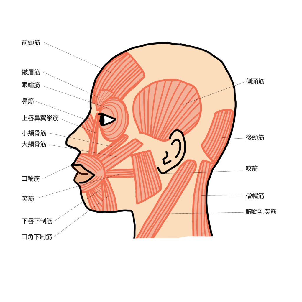 頭蓋、顔面頭蓋を覆う筋肉